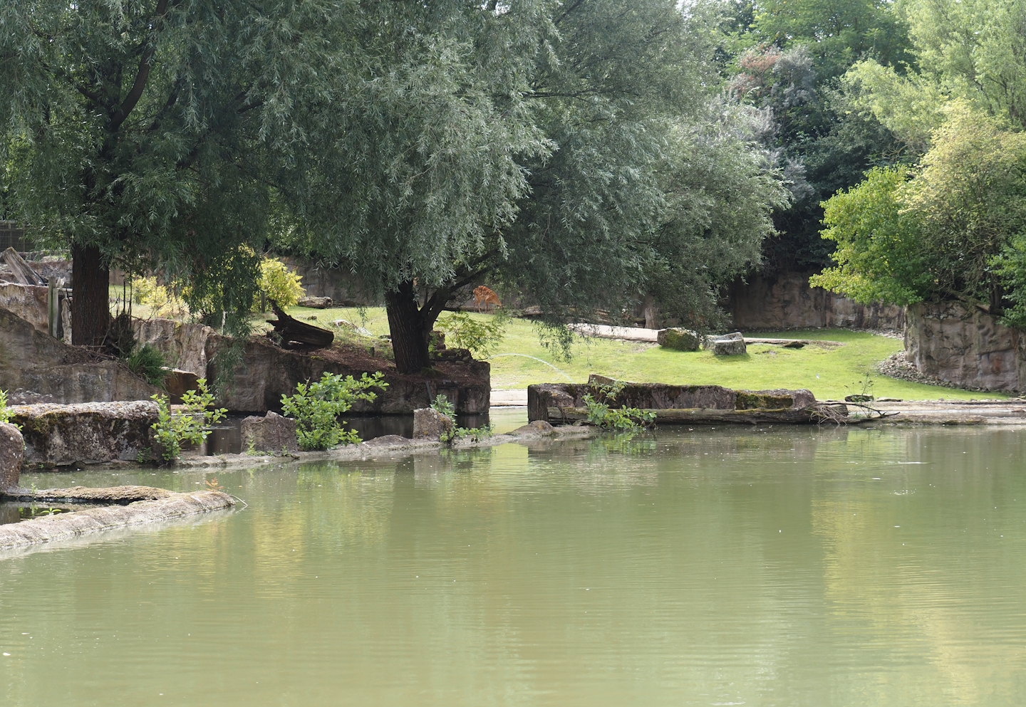 Boat Safari - Hippopotamus and Western sitatunga exhibit, 2024-08-05