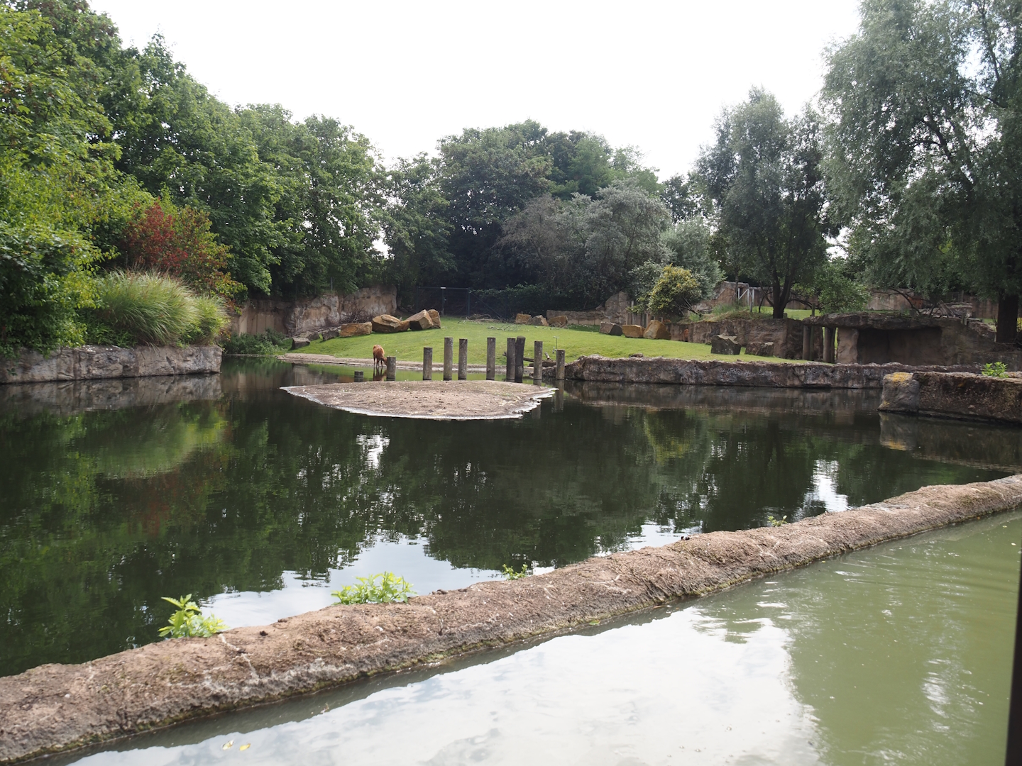 Boat Safari - Hippopotamus and Western sitatunga exhibit, 2024-08-05