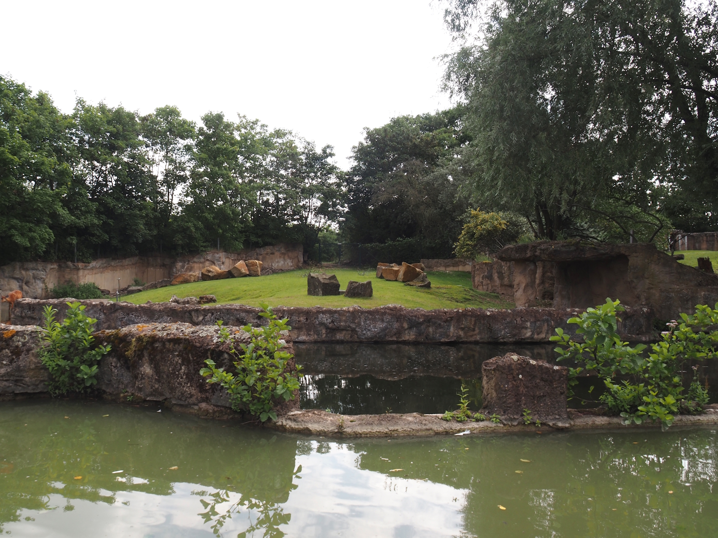 Boat Safari - Hippopotamus and Western sitatunga exhibit, 2024-08-05