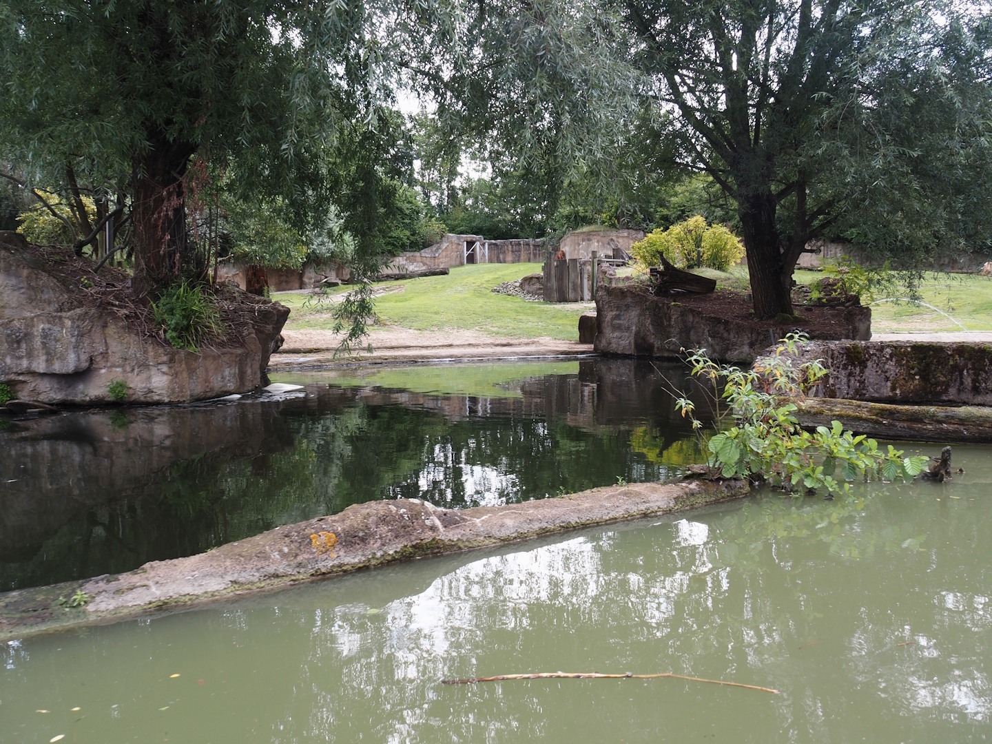 Boat Safari - Hippopotamus and Western sitatunga exhibit, 2024-08-05