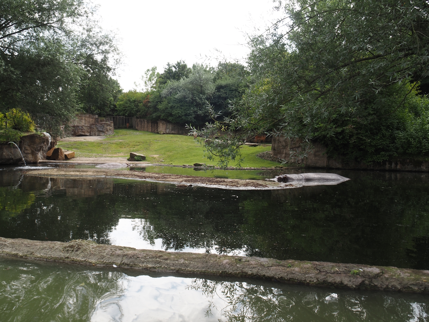 Boat Safari - Hippopotamus and Western sitatunga exhibit, 2024-08-05