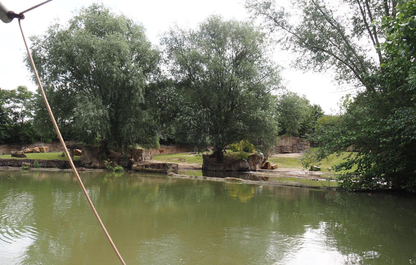 Boat Safari - Hippopotamus and Western sitatunga exhibit, 2024-08-05