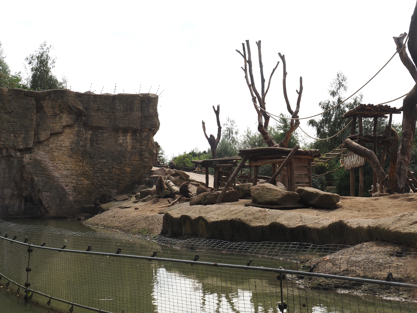 Boat Safari - Olive baboon island, 2024-08-05