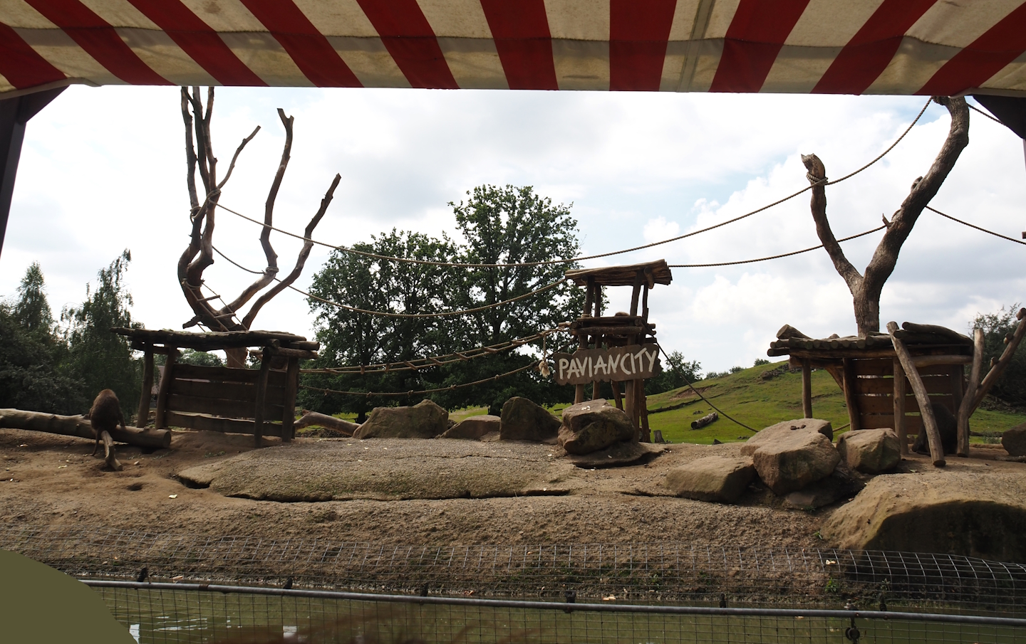 Boat Safari - Olive baboon island, 2024-08-05