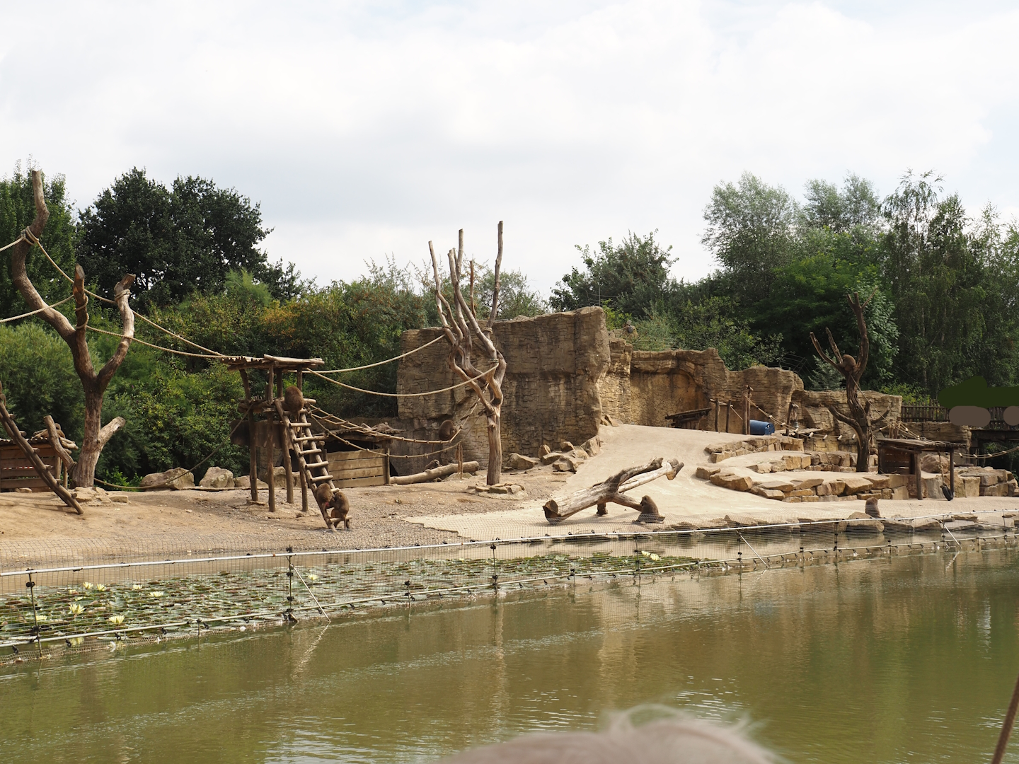 Boat Safari - Olive baboon island, 2024-08-05