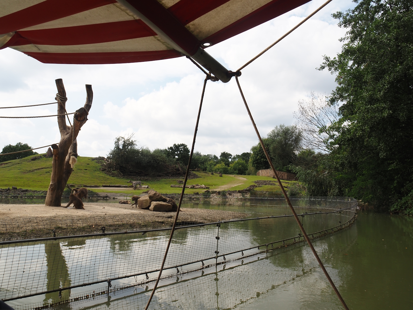Boat Safari - Part of Olive baboon island and Grass savanna exhibit, 2024-08-05