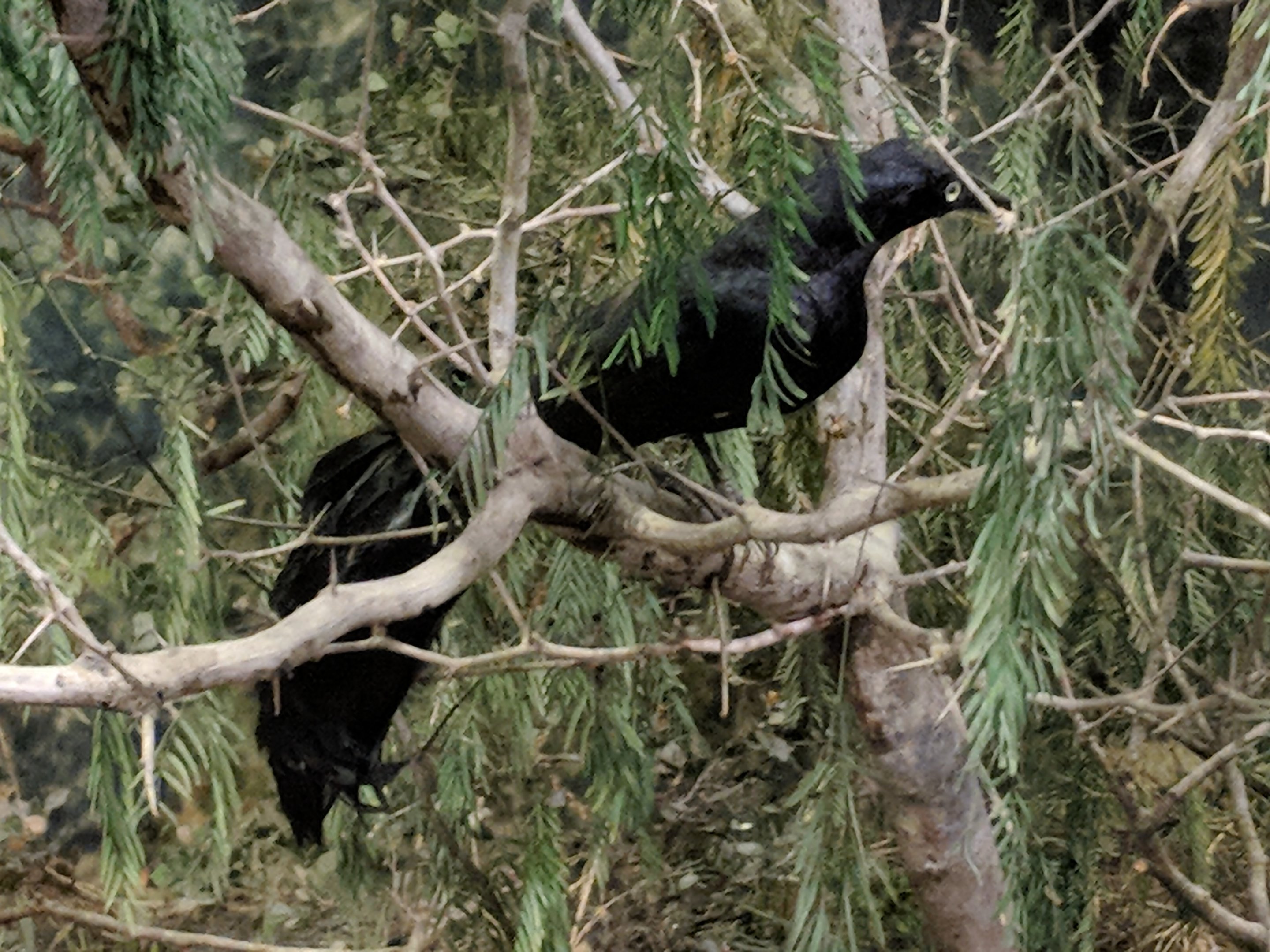 Boat-tailed grackle (Quiscalus major)