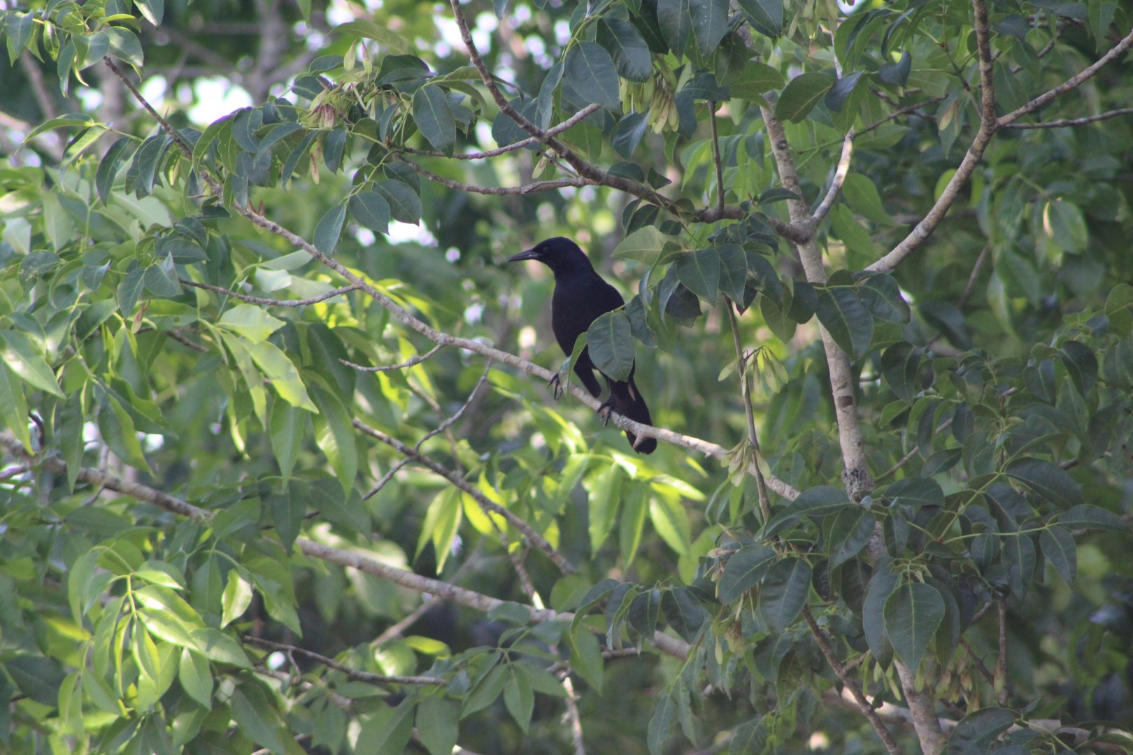 Boat-Tailed Grackle (Quiscalus major)