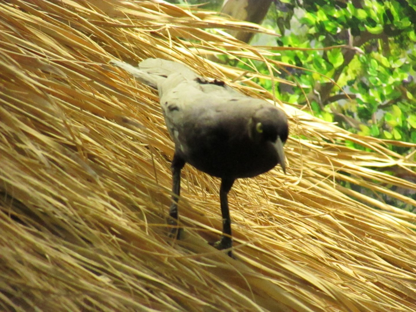 Boat Tailed Grackle
