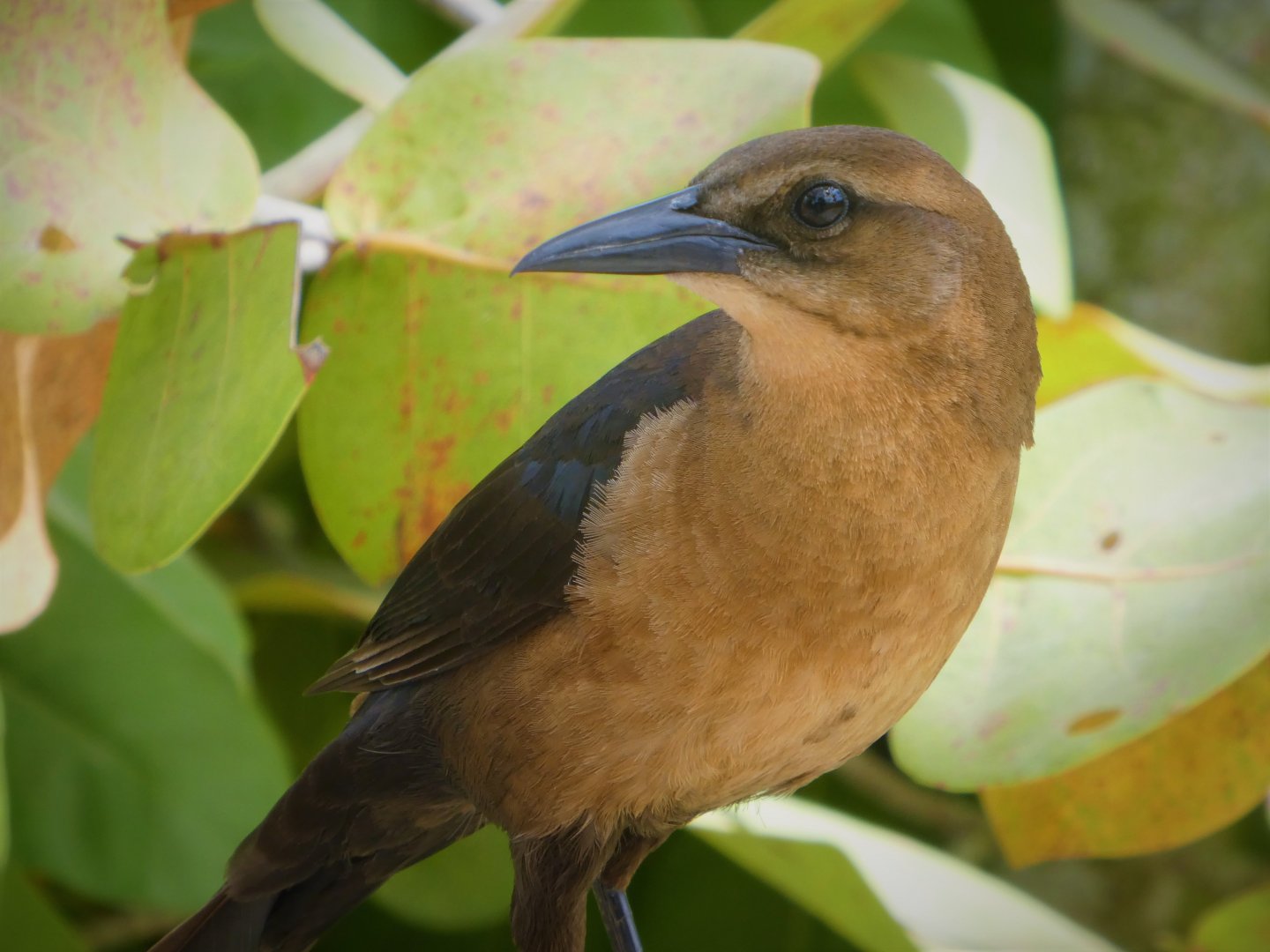 Boat-tailed Grackle