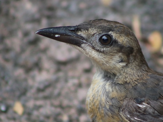 Boat-tailed Grackle