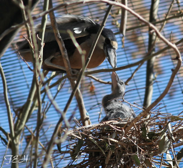 boatbill heron parent and chick