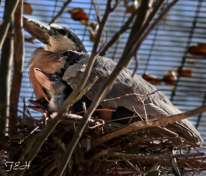 boatbill heron parent and chicks
