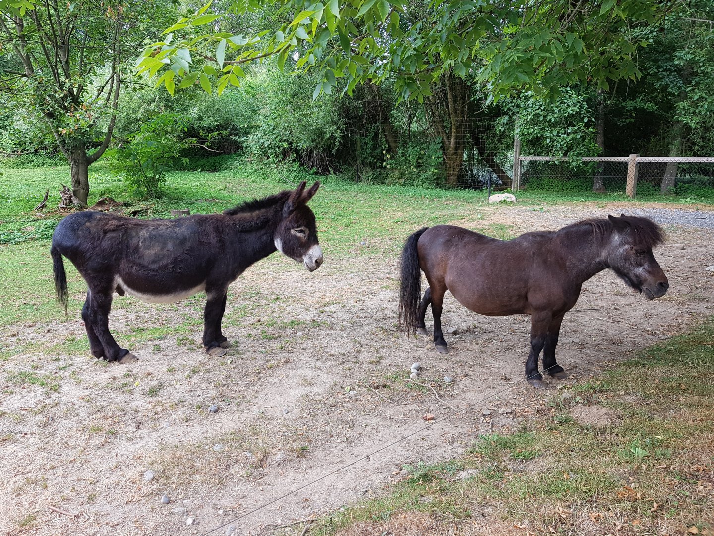 Bob & Pearl - Domestic Donkey & American Miniature Horse