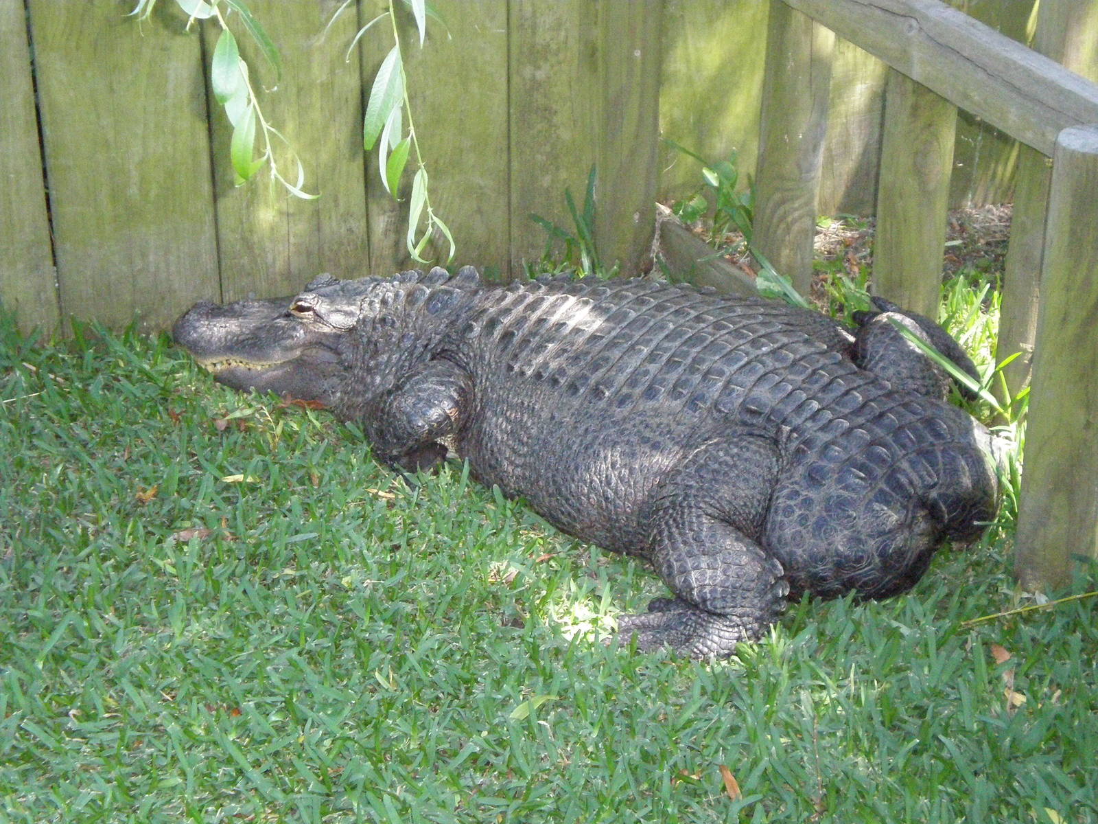 Bob Tailess A Alligator- AA JUN08 II