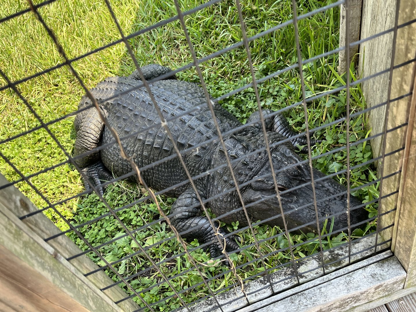“Bob” Tailless American Alligator