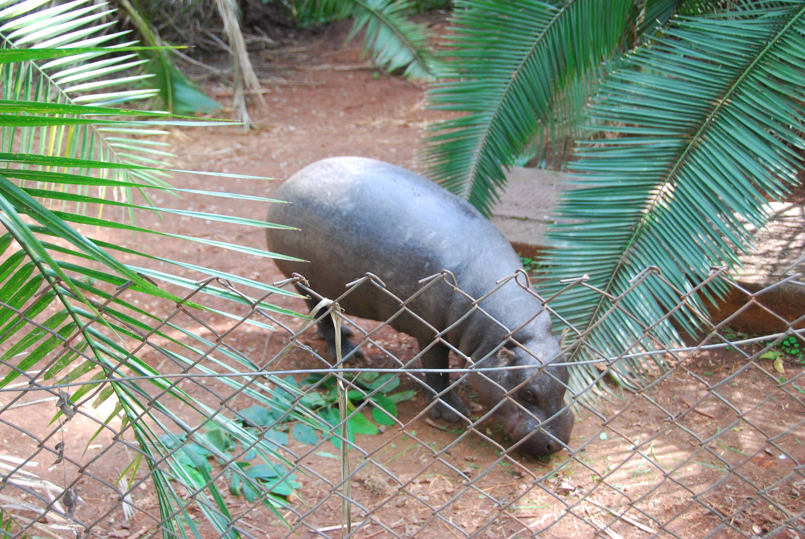 Bob the Pygmy Hippo - Nairobi Safari Walk