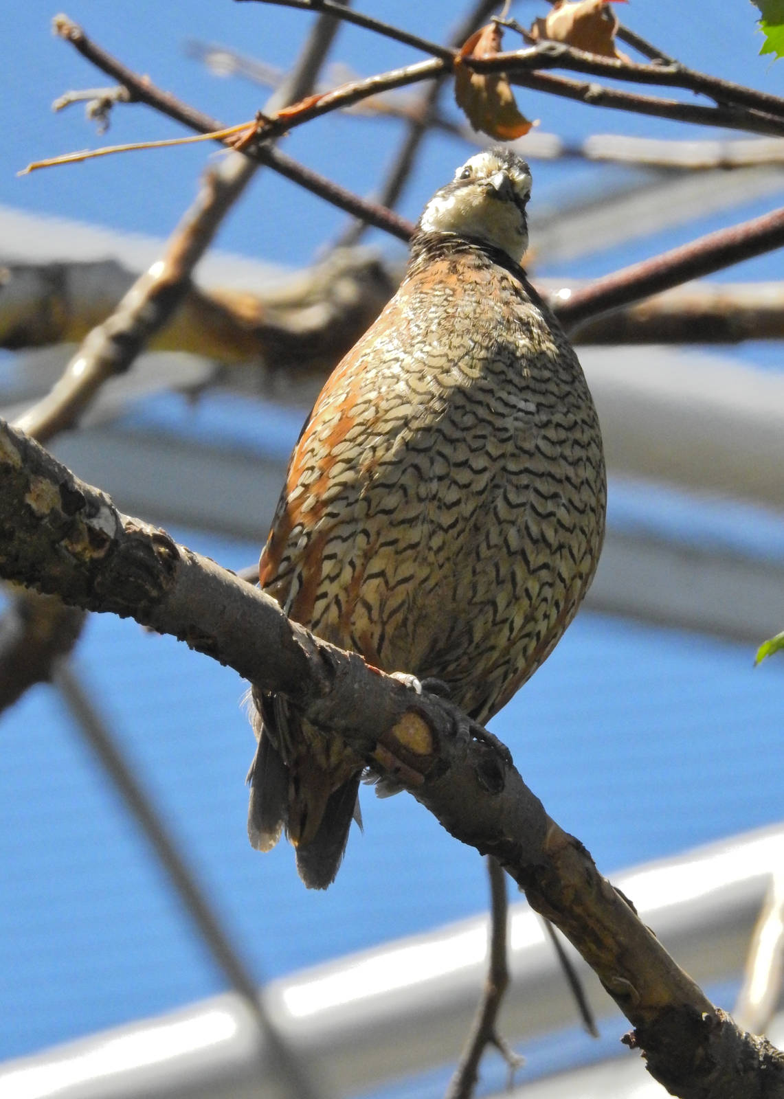Bob-White Quail