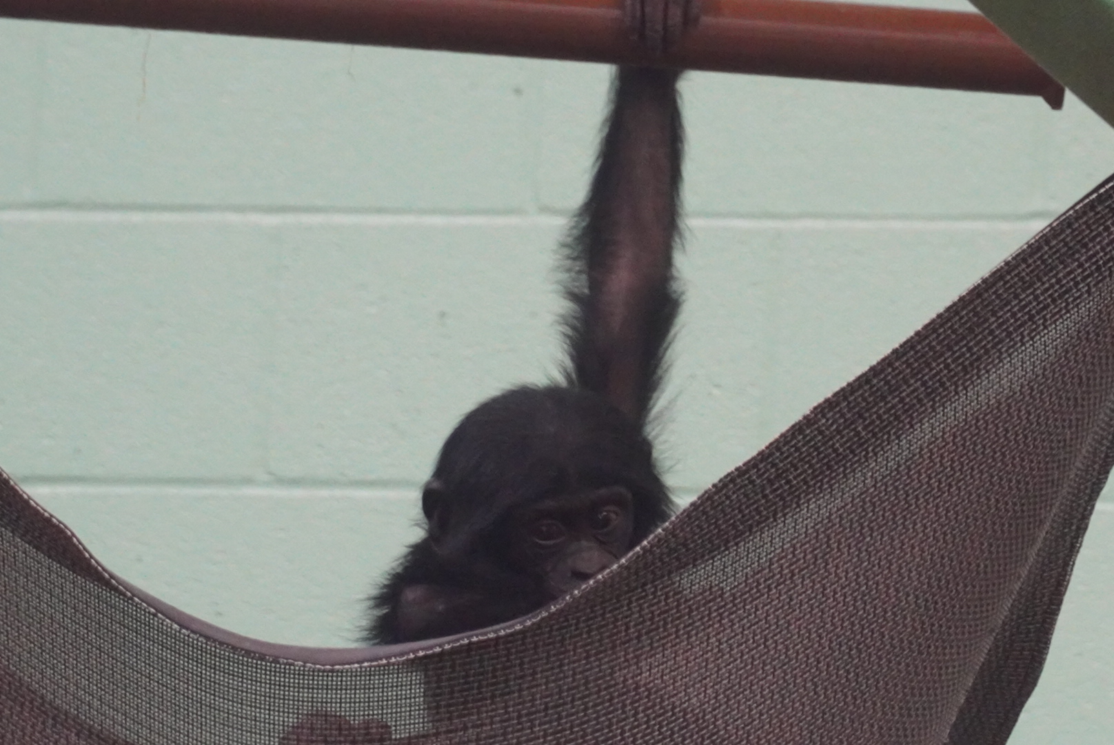 “Bob”, Young Bonobo