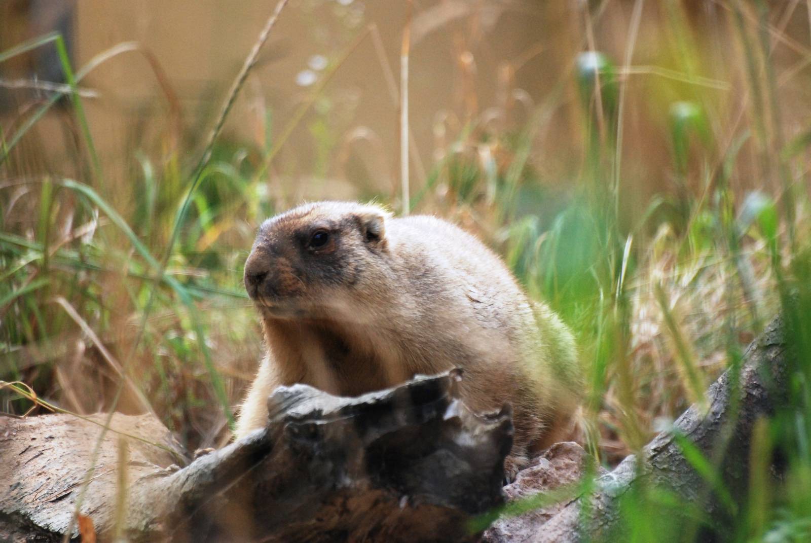 Bobak Marmot at Chomutov, 30/08/12