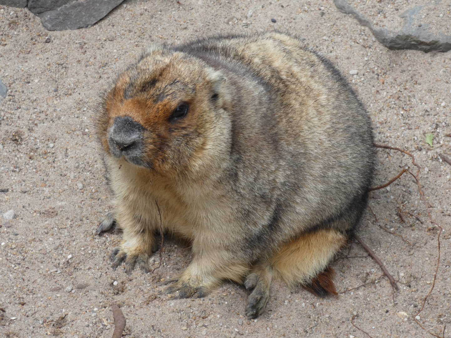 Bobak Marmot