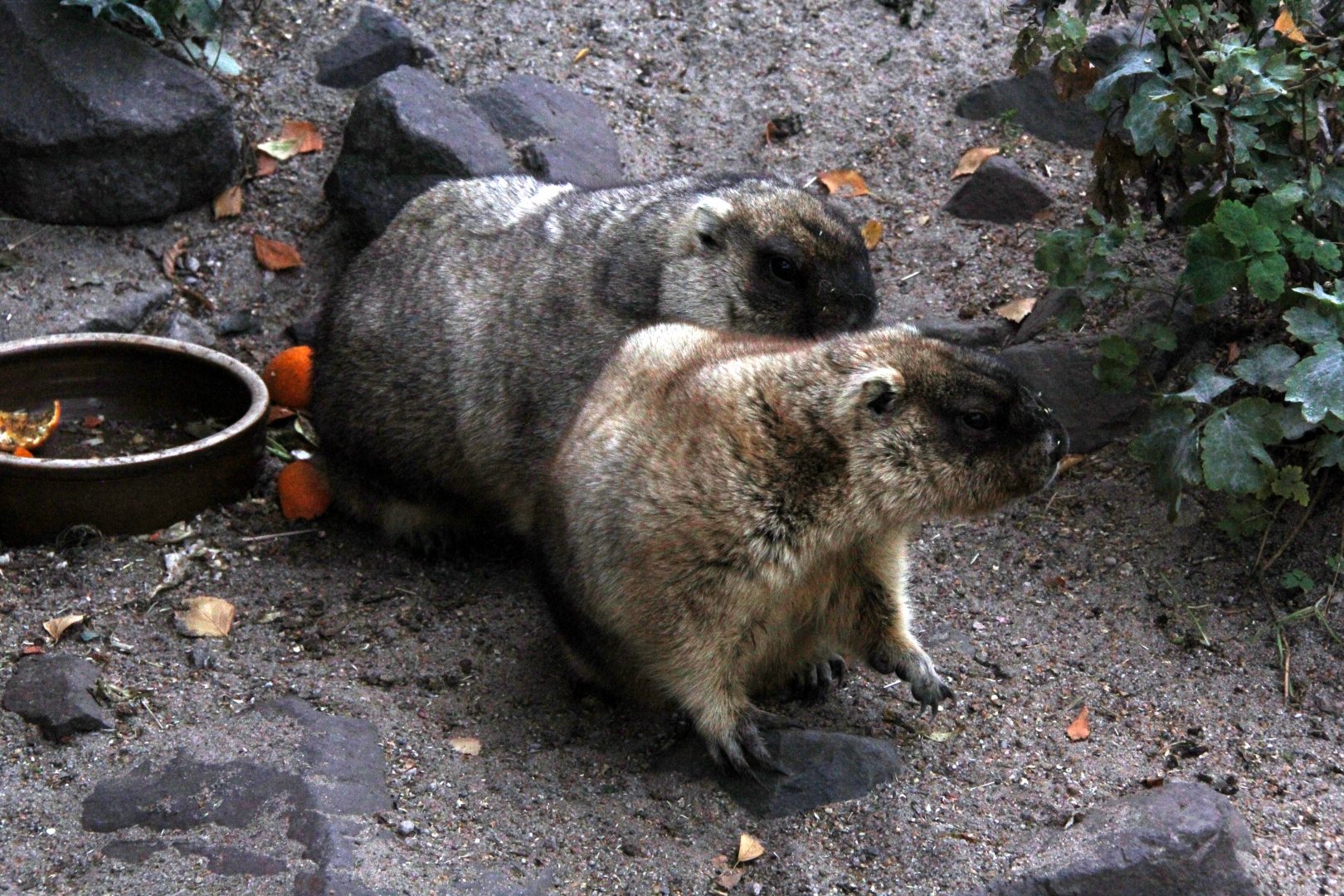 bobak marmots (Marmota bobak)