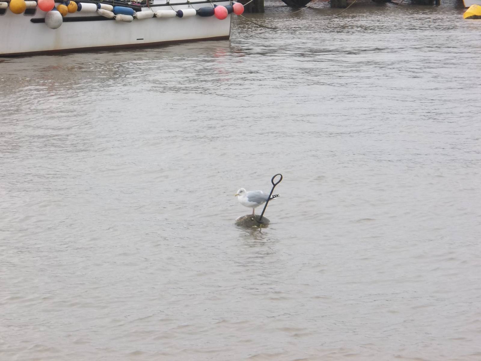 Bobbing gull, Bridlington Harbour 1st January 2015
