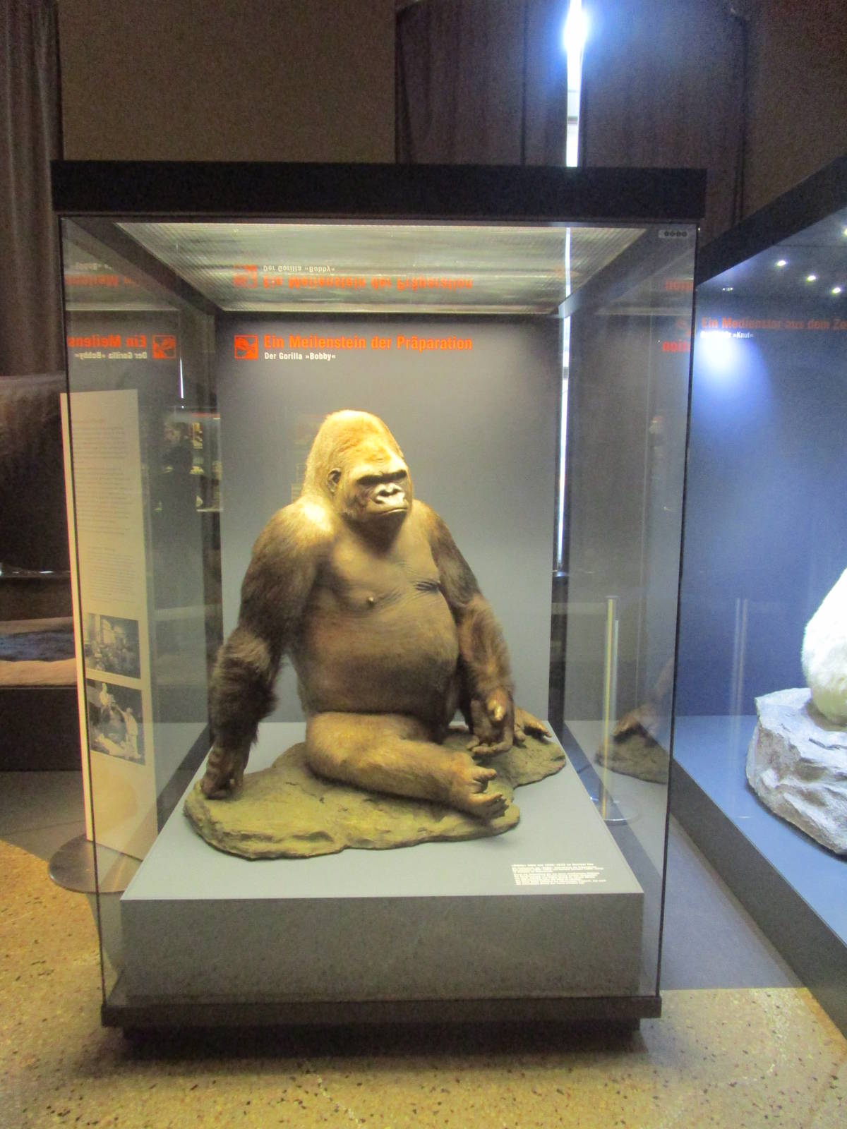 Bobby - Berlin Natural History Museum