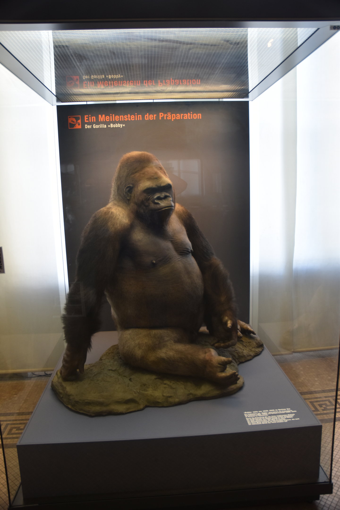 Bobby the Gorilla, Museum für Naturkunde, Berlin, 7th June 2023