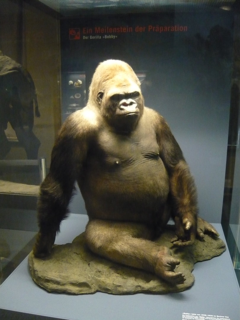 Bobby the gorilla