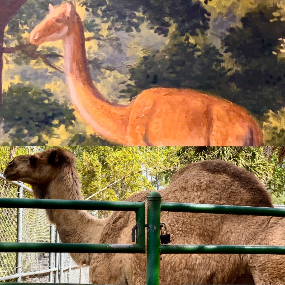 Bobby the Humped Aepycamelus?