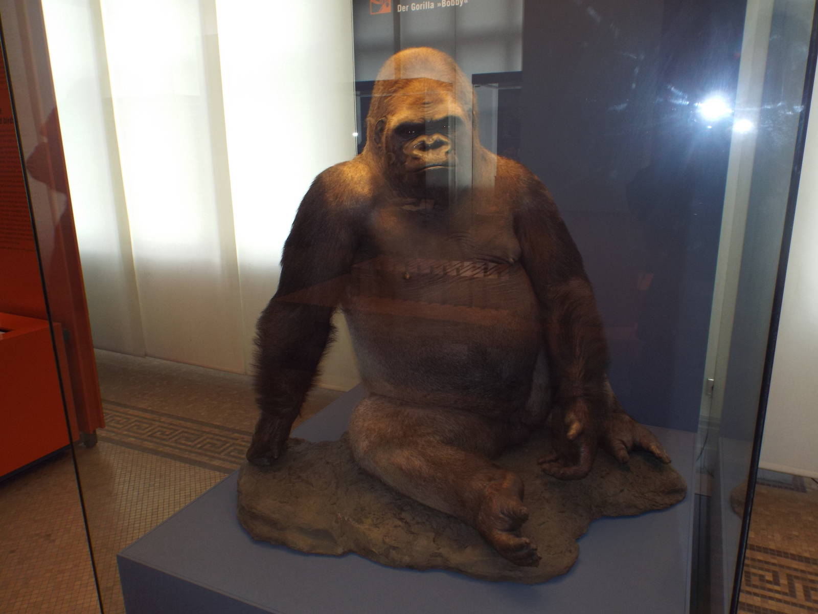 "Bobby" the Western Lowland Gorilla (Gorilla gorilla gorilla) at