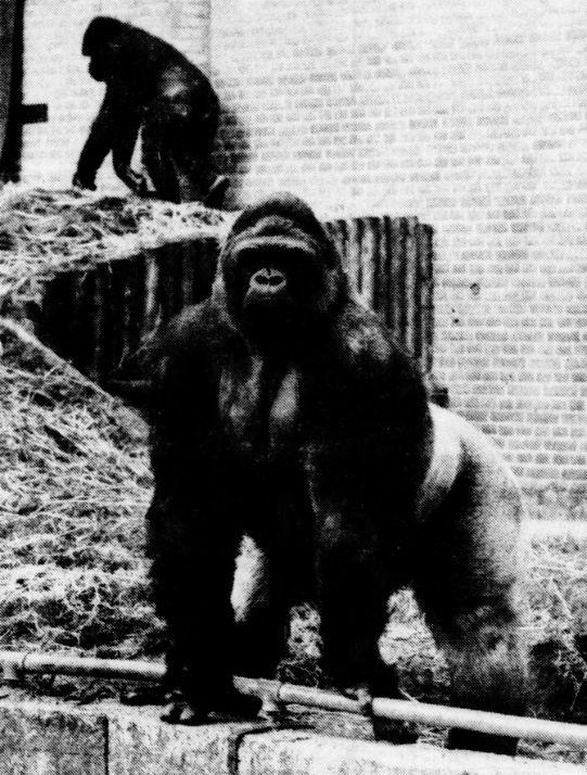 Bobby the Western lowland gorilla