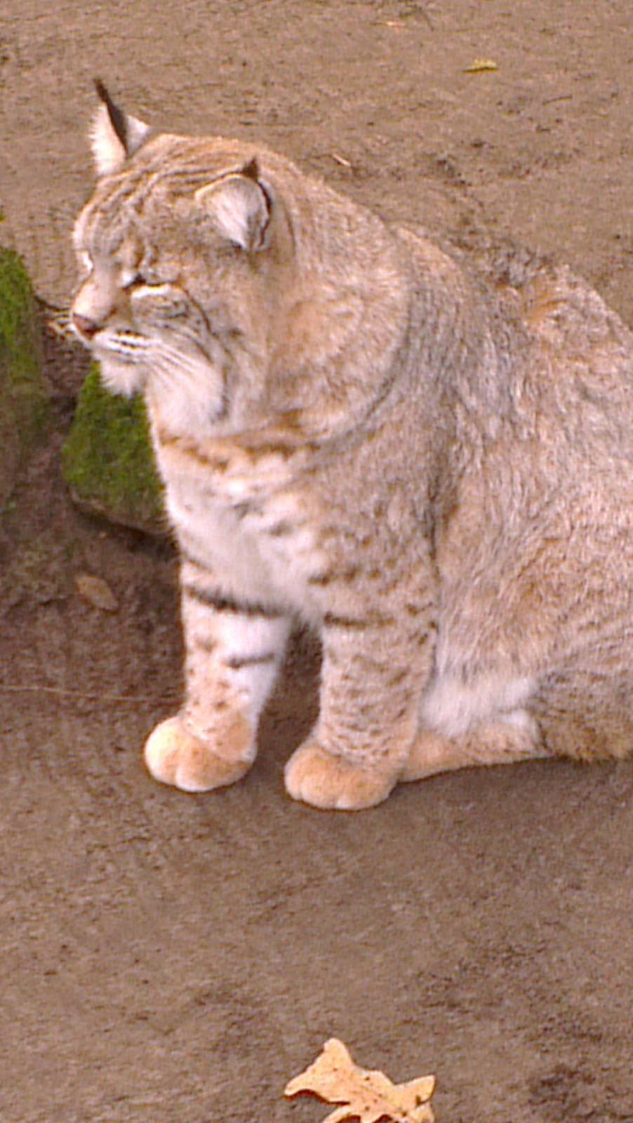 Bobcat 031213