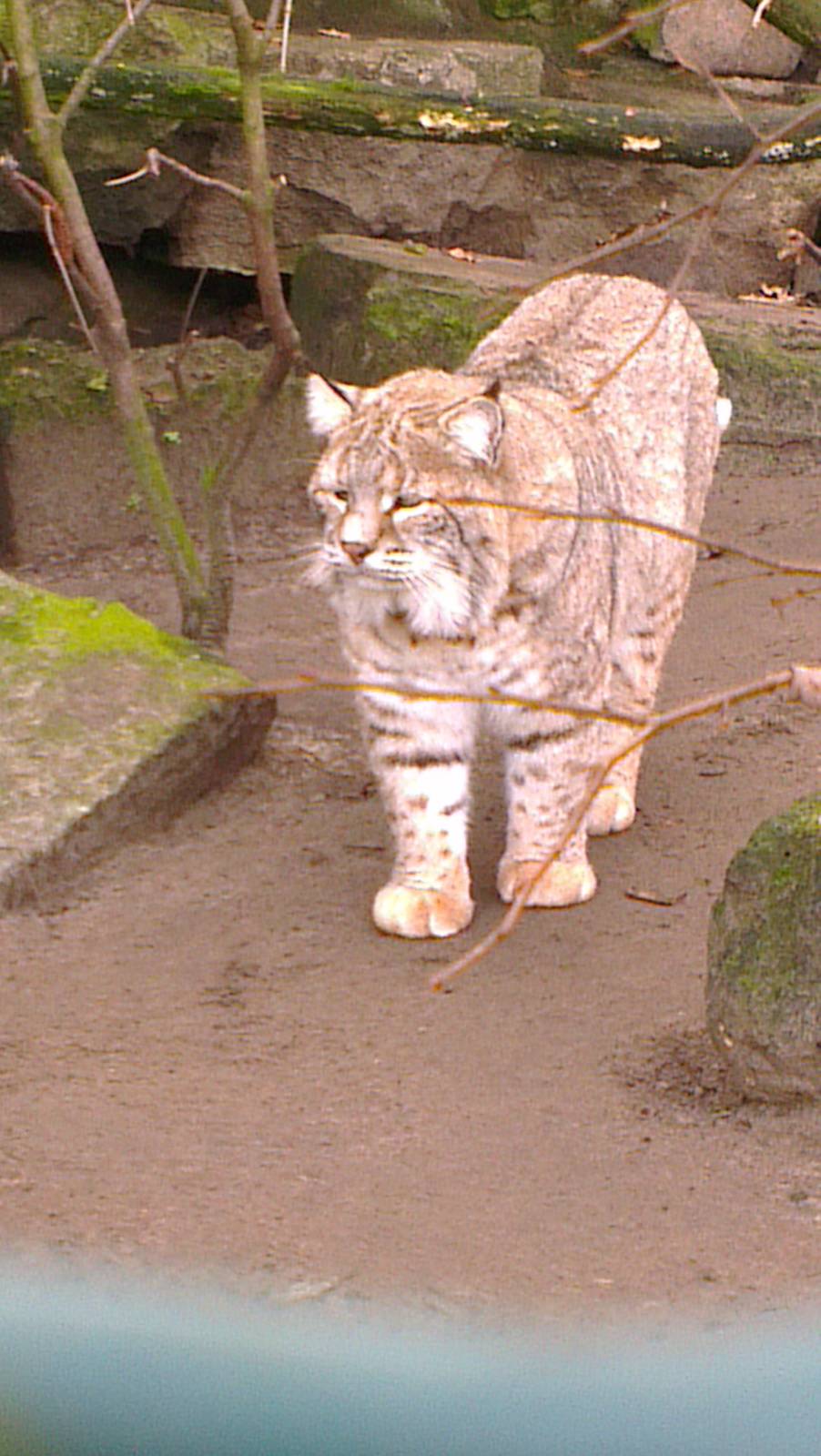 Bobcat 031213
