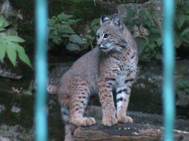 bobcat 050910