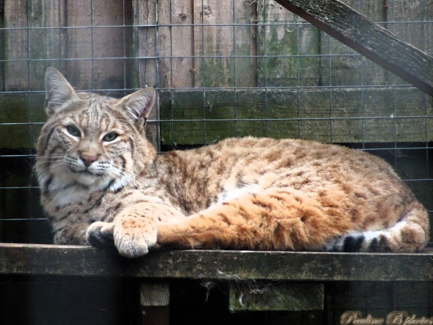 Bobcat  18 October 2025