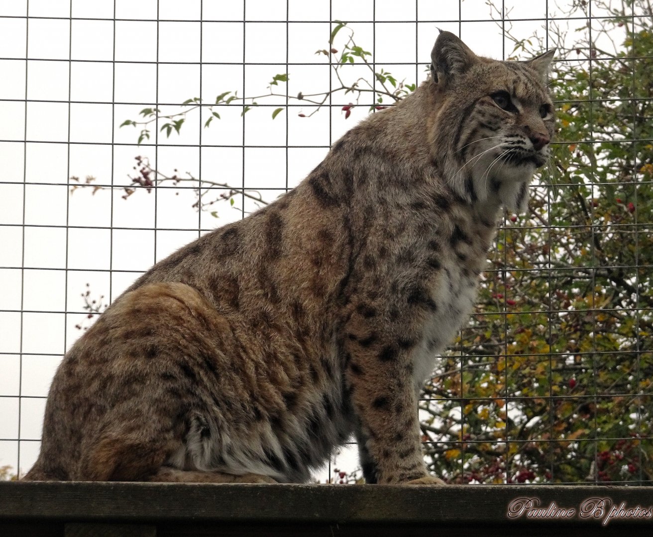 Bobcat  18 October 2025