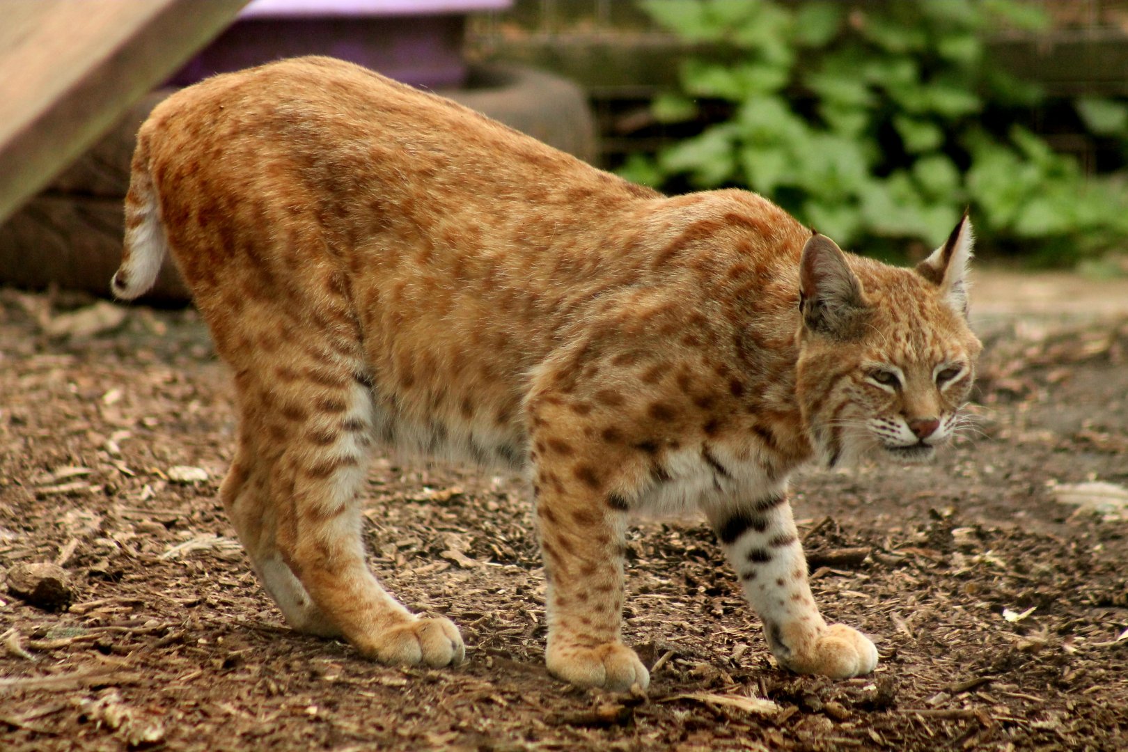 Bobcat - 26th June 2024