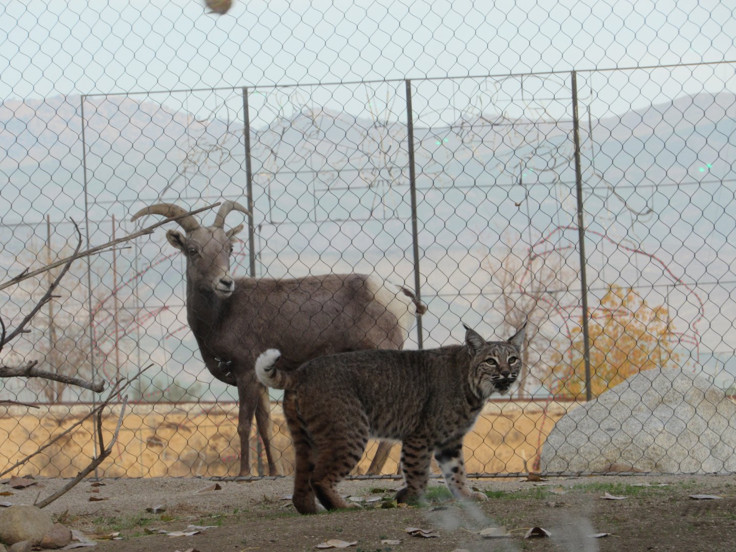 Bobcat and Desert Bighorn Sheep