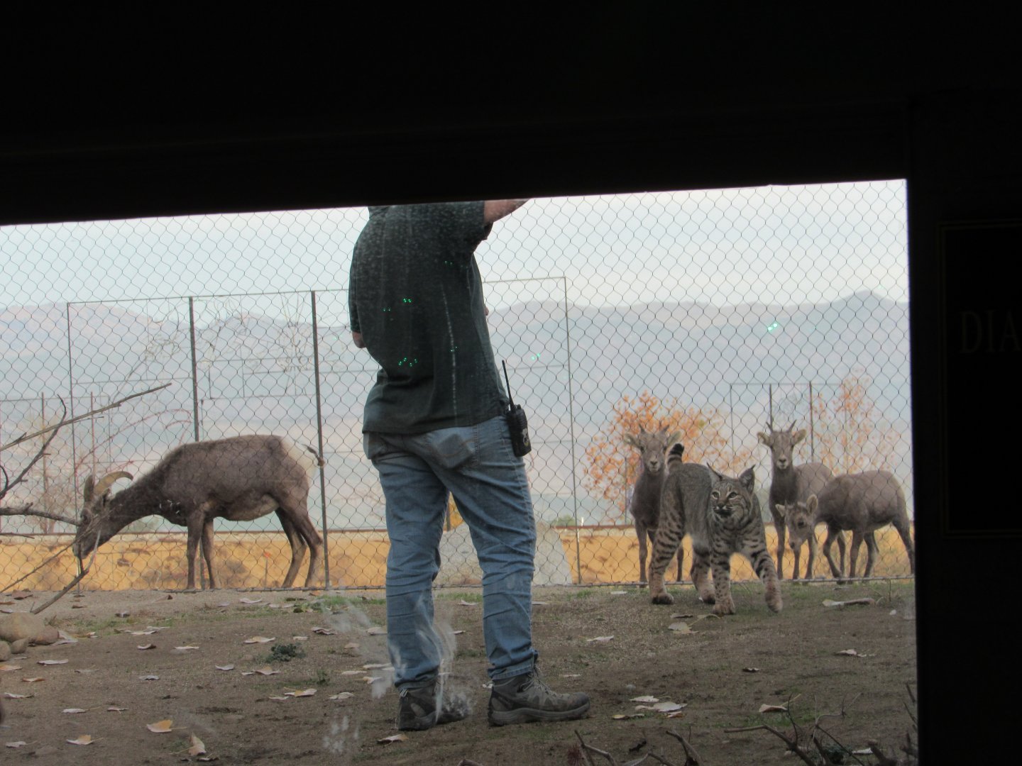Bobcat and Desert Bighorn Sheep
