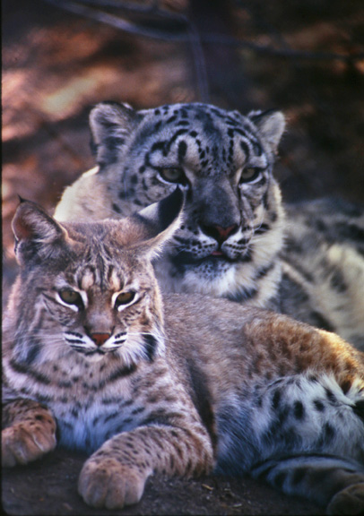 bobcat and snow leopard