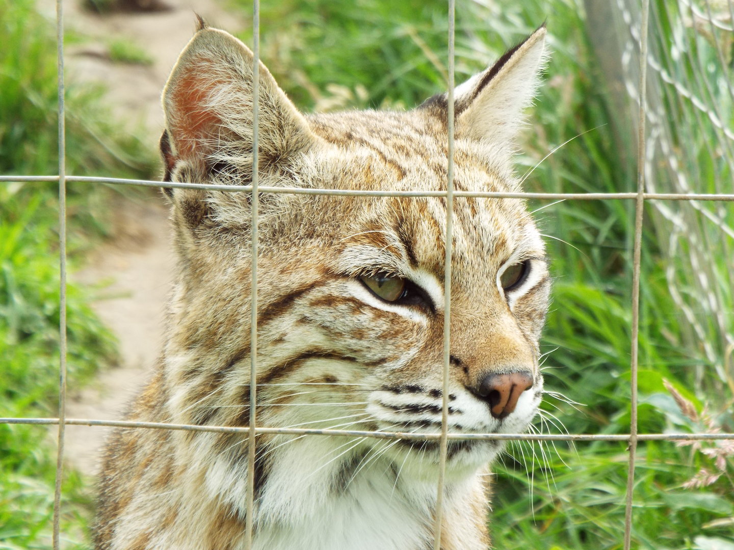 Bobcat, Ark