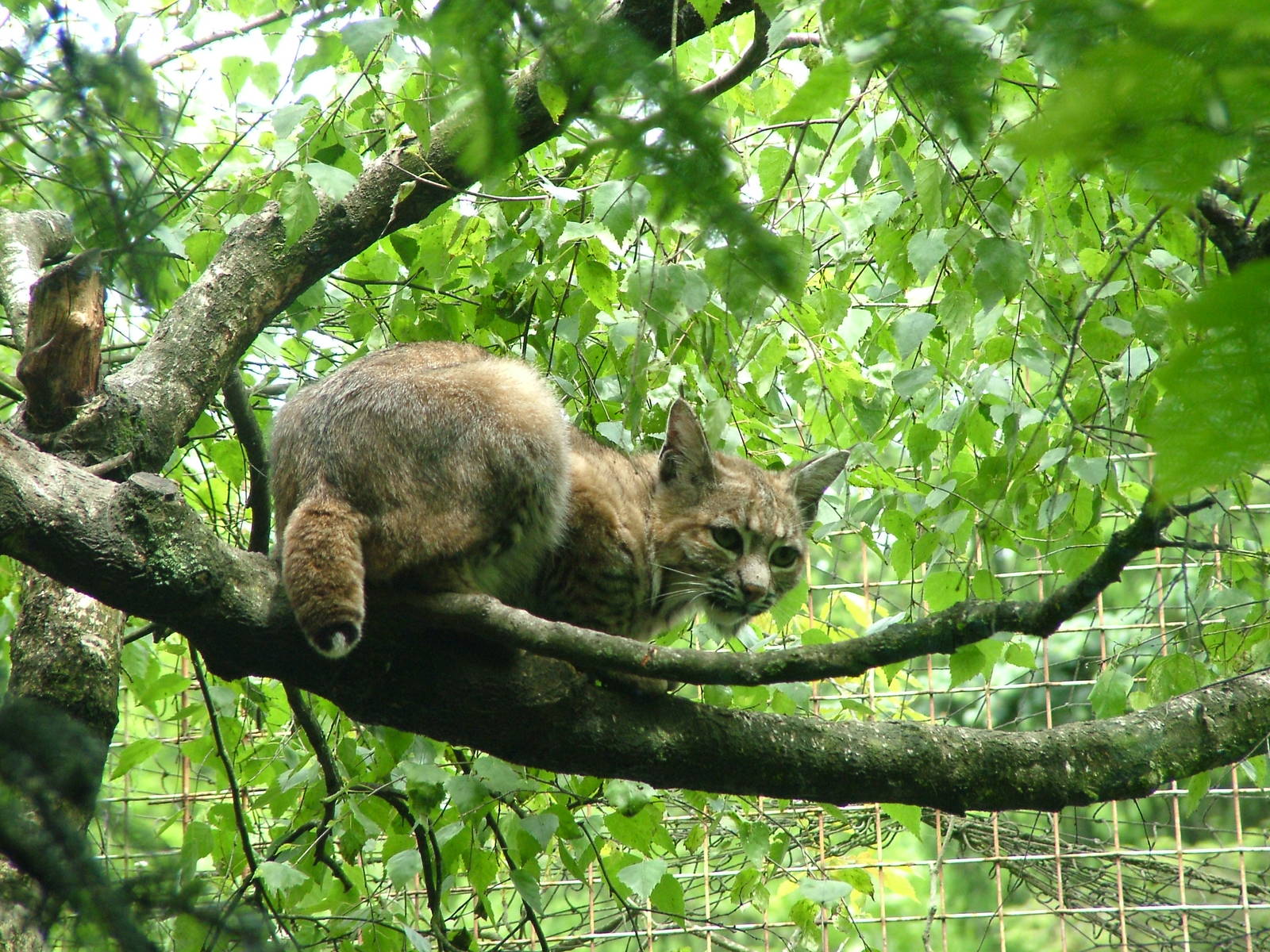 Bobcat at Jihlava, 31/05/10