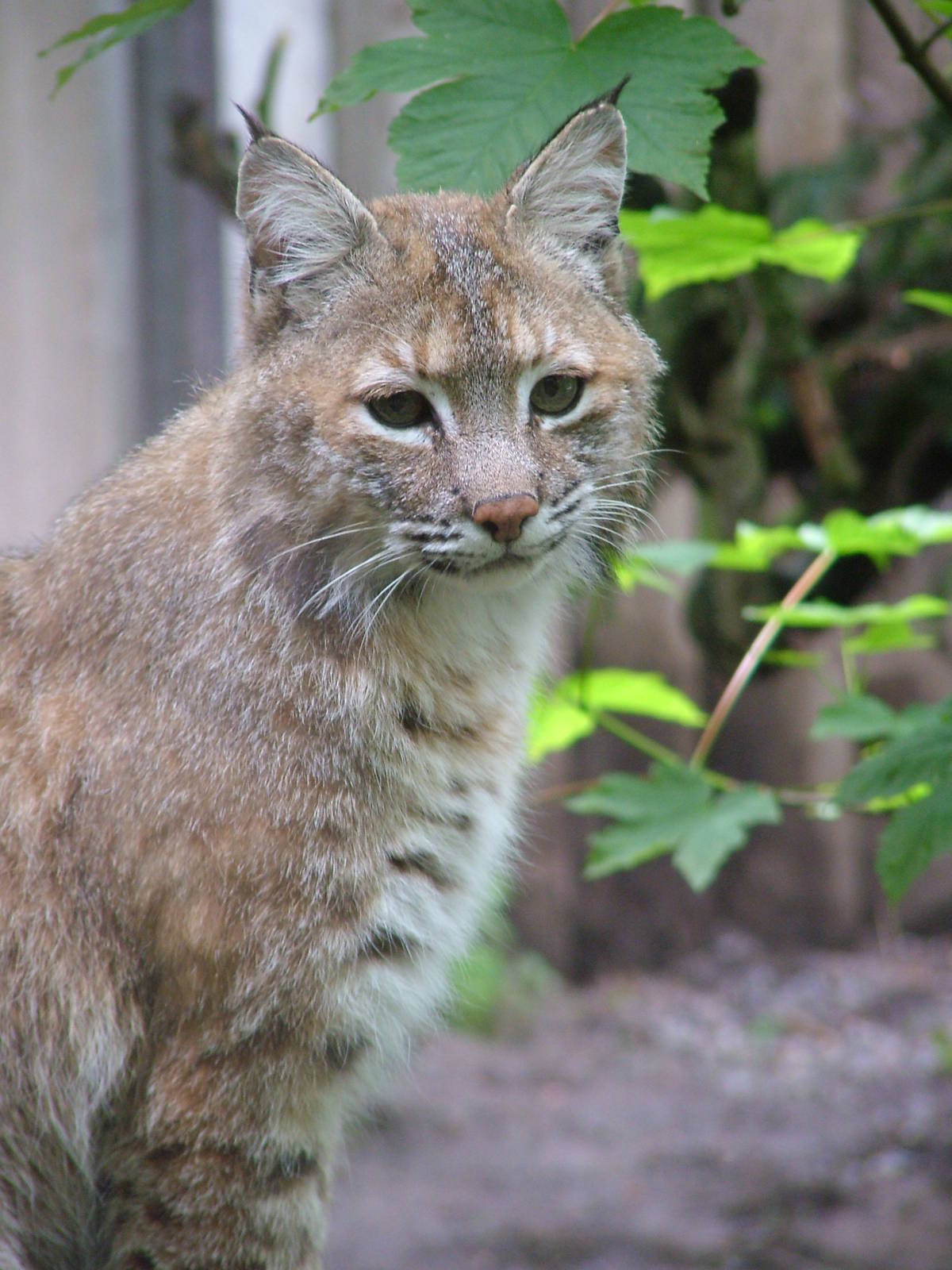 Bobcat at Jihlava, 31/05/10
