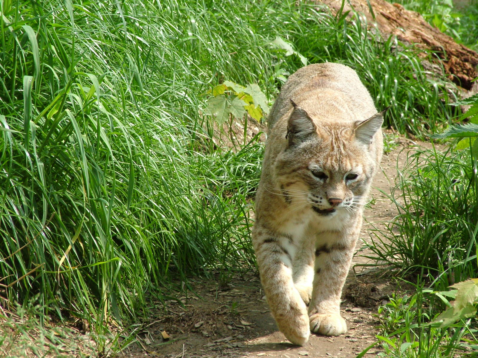 Bobcat at Plzen, 25/05/10