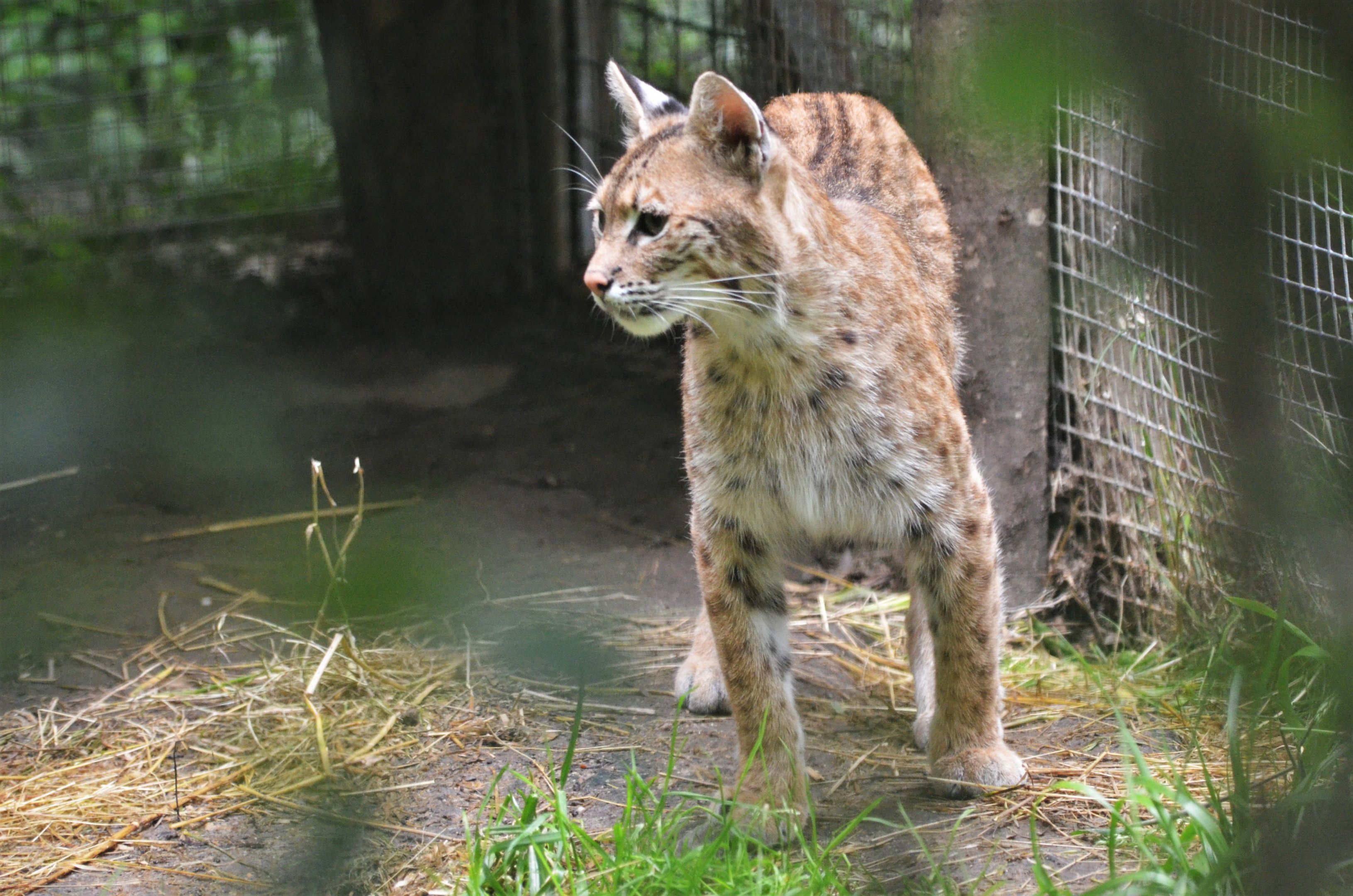 Bobcat at Spaycific'Zoo, 13/06/18