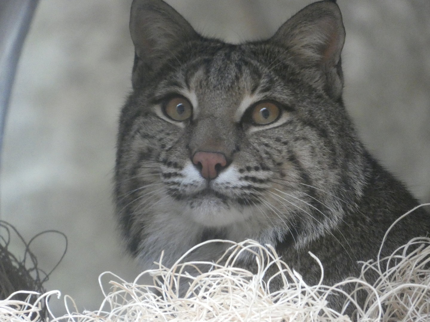 Bobcat at the North Carolina Zoo