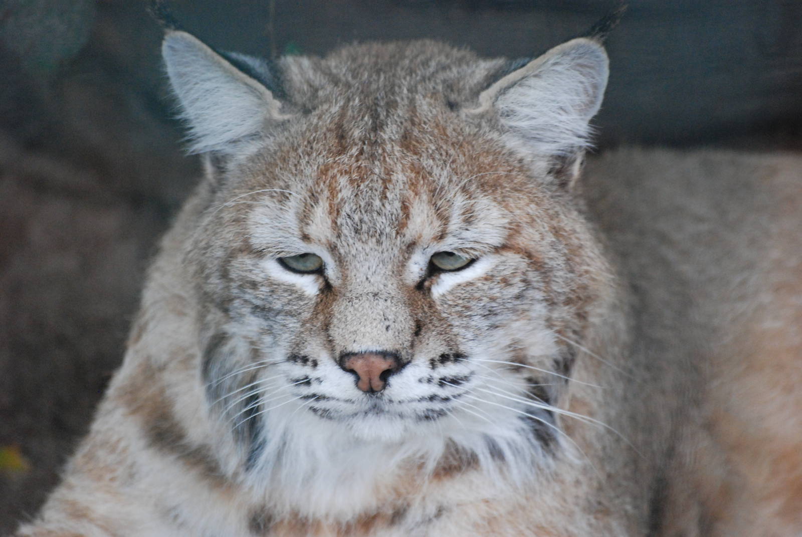 Bobcat at Tierpark Berlin, 30/08/11