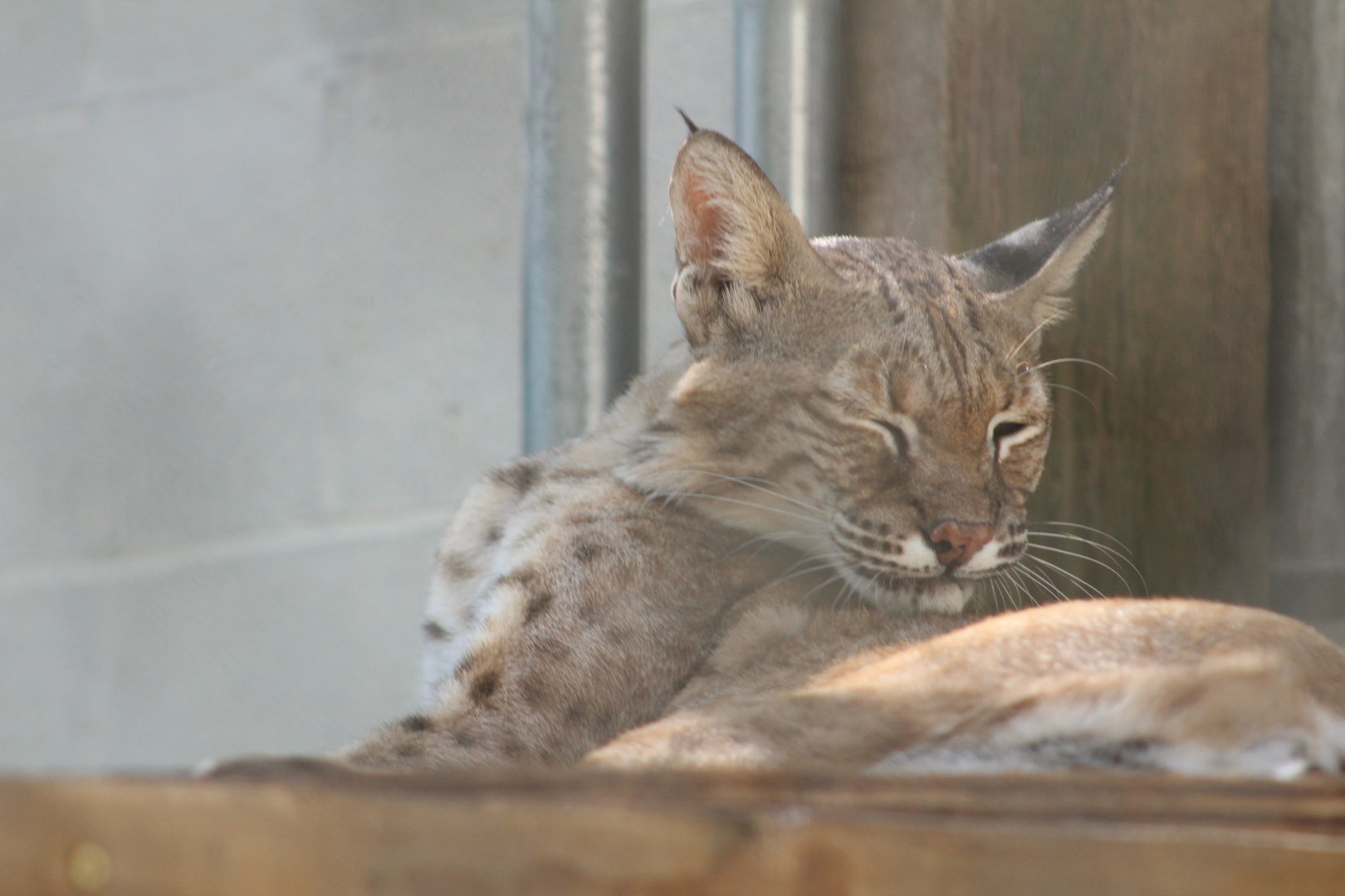 Bobcat | August 19, 2023